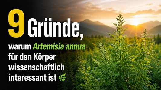 9 Gründe, warum Artemisia annua für den Körper wissenschaftlich interessant ist