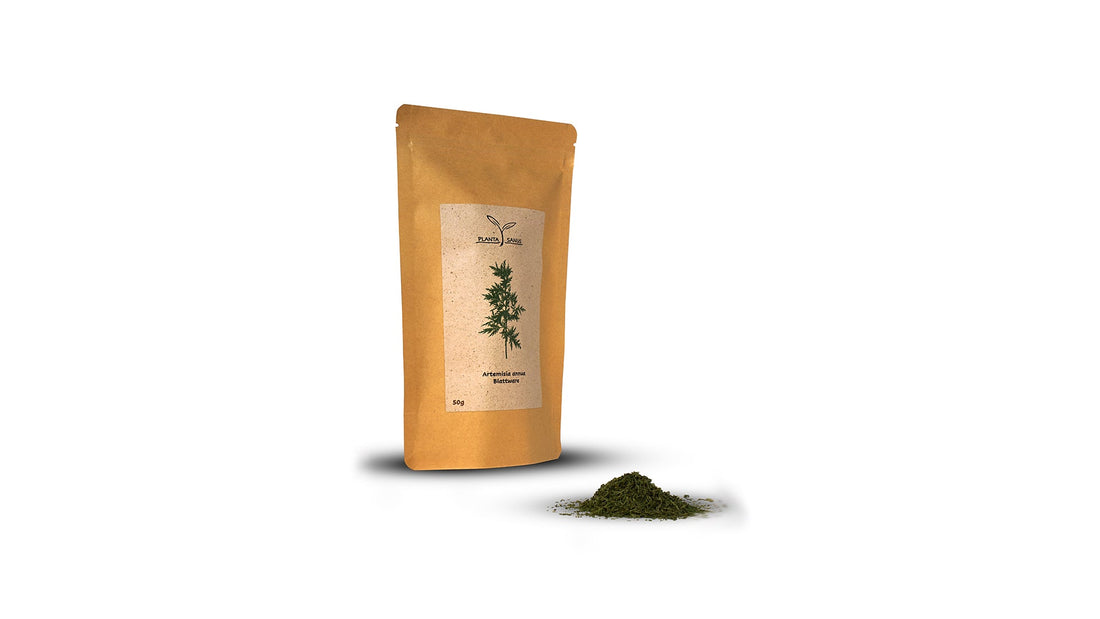Ein Tee der fast niemand kennt - Artemisia annua Tee