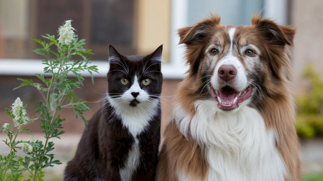 Artemisia annua für Hunde und Katzen