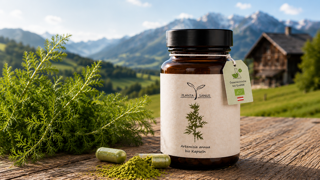Artemisia annua Bio Kapseln