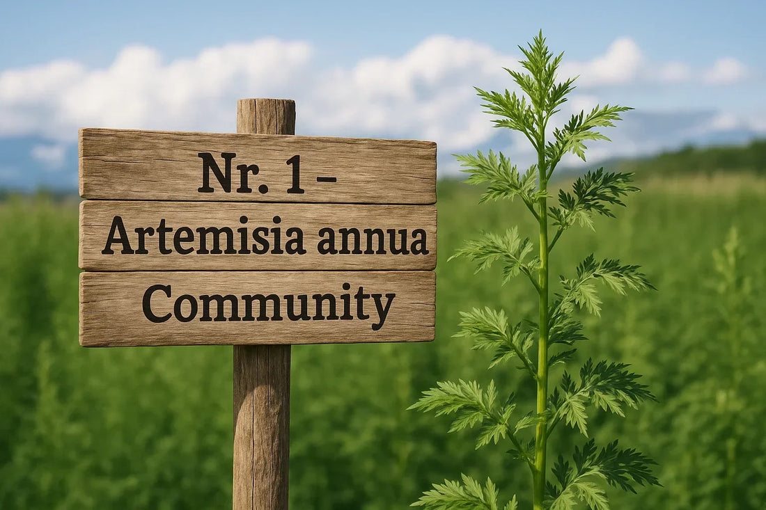 Artemisia annua Community 