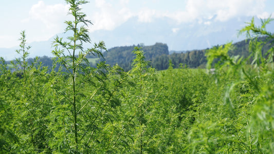 Wo wächst Artemisia annua?