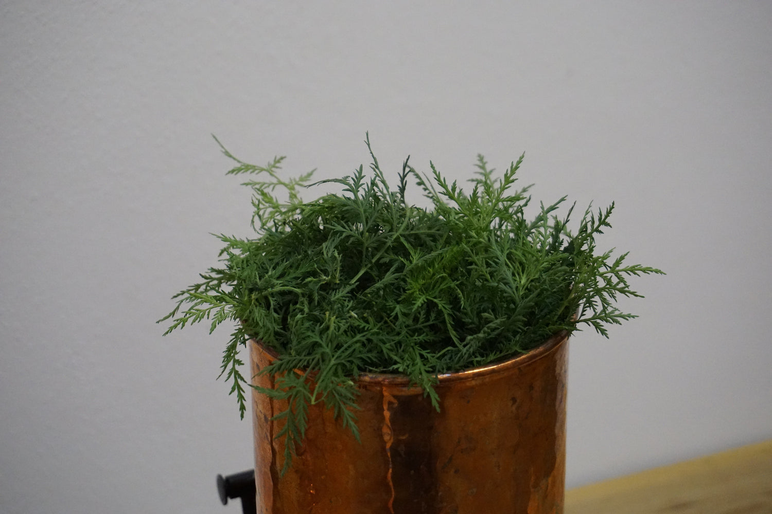 Artemisia annua