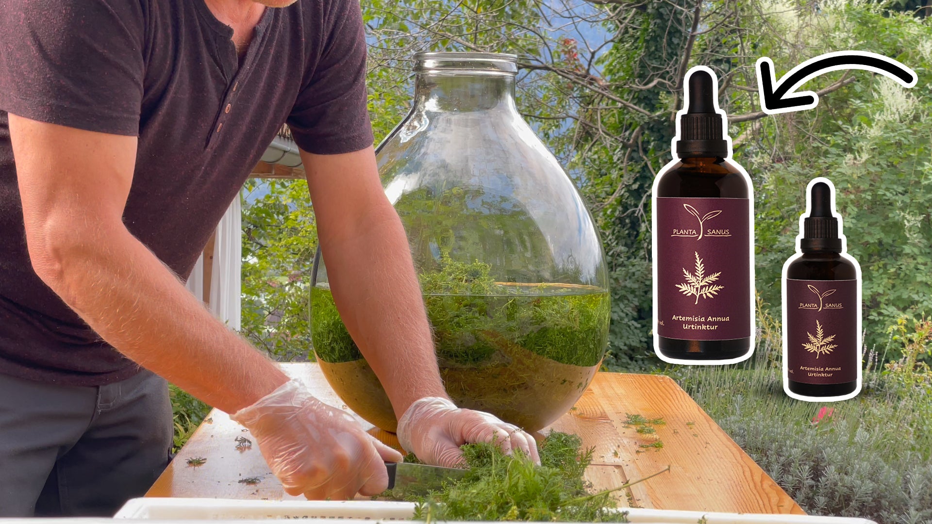 Video laden: Herstellung der Artemisia annua Urtinktur